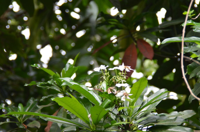 植物图片图片