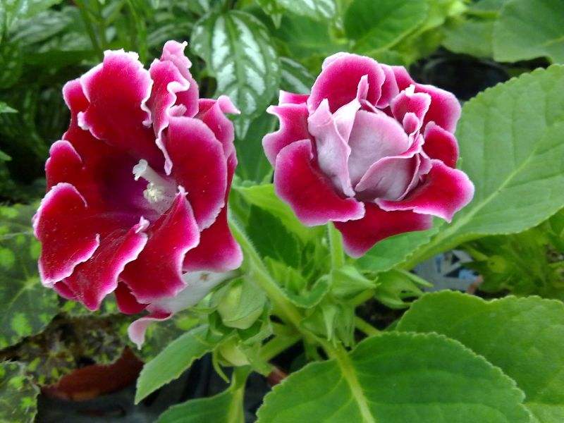 白芨花图片 白芨图片 白芨植物图片图片