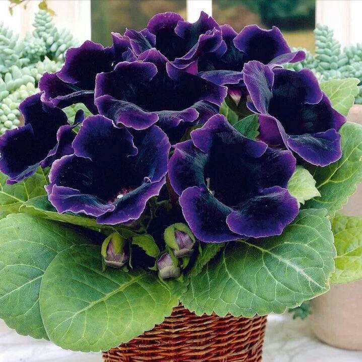 石竹花图片 石竹图片 石竹植物图片图片
