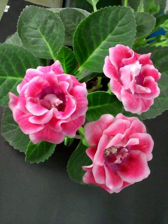 白芨花图片 白芨图片 白芨植物图片图片