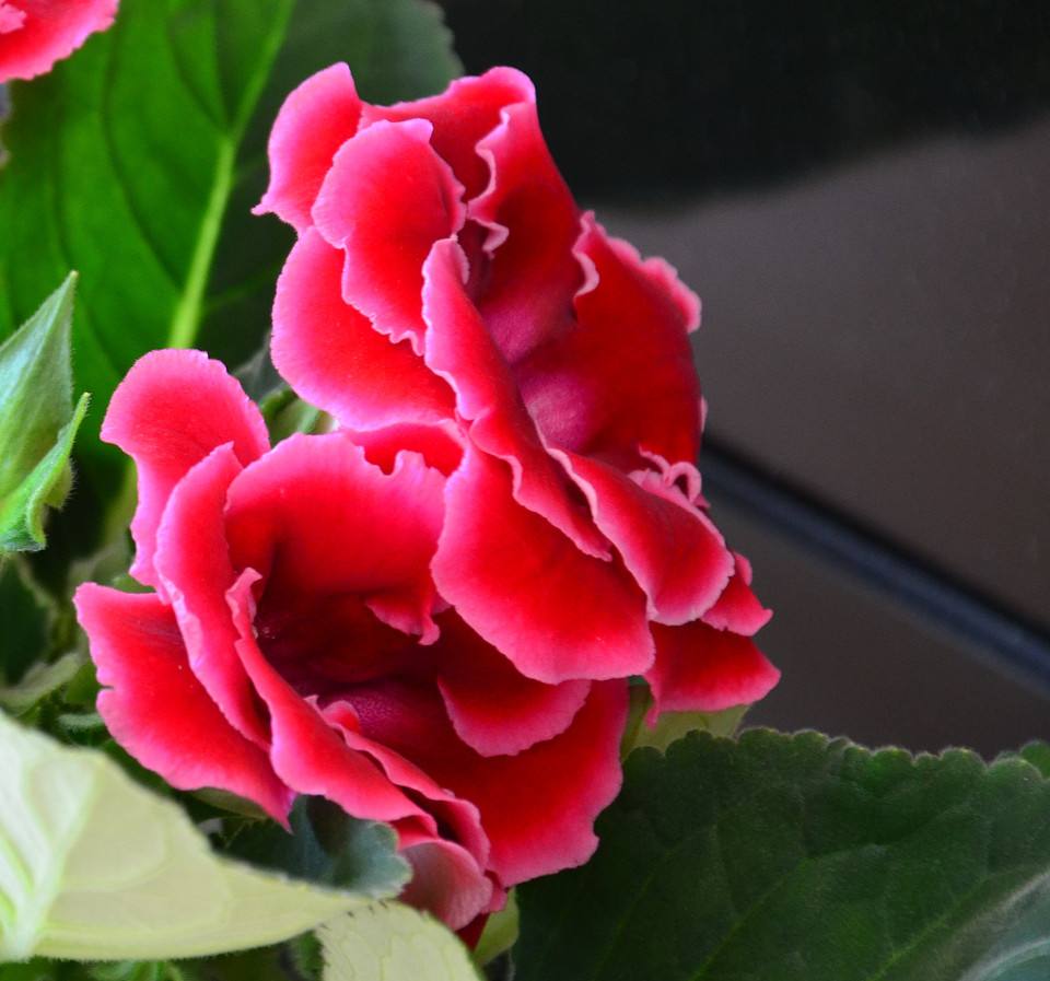 白芨花图片 白芨图片 白芨植物图片图片