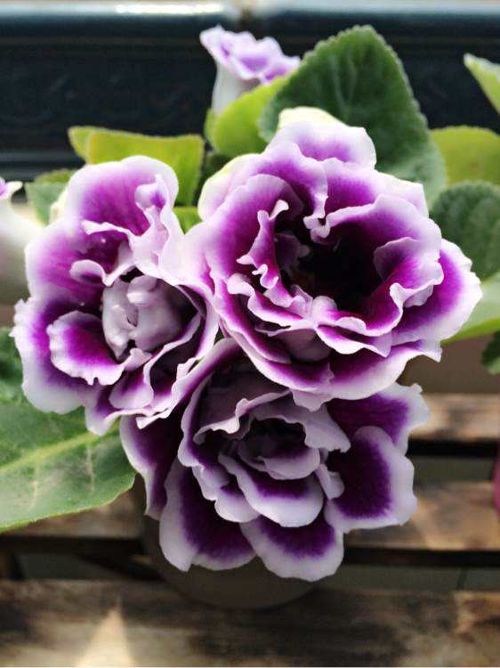 石竹花图片 石竹图片 石竹植物图片图片