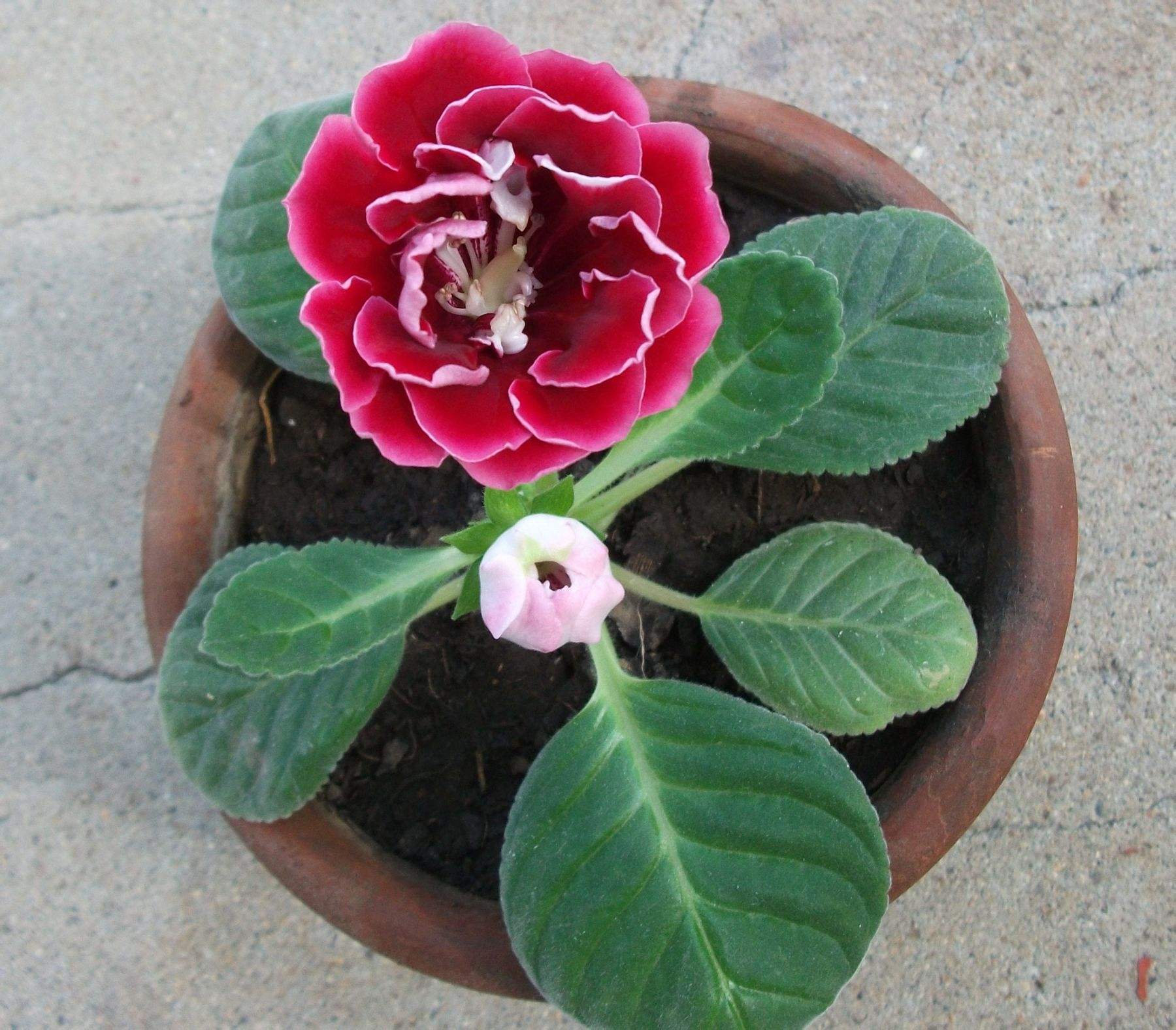 石竹花图片 石竹图片 石竹植物图片图片