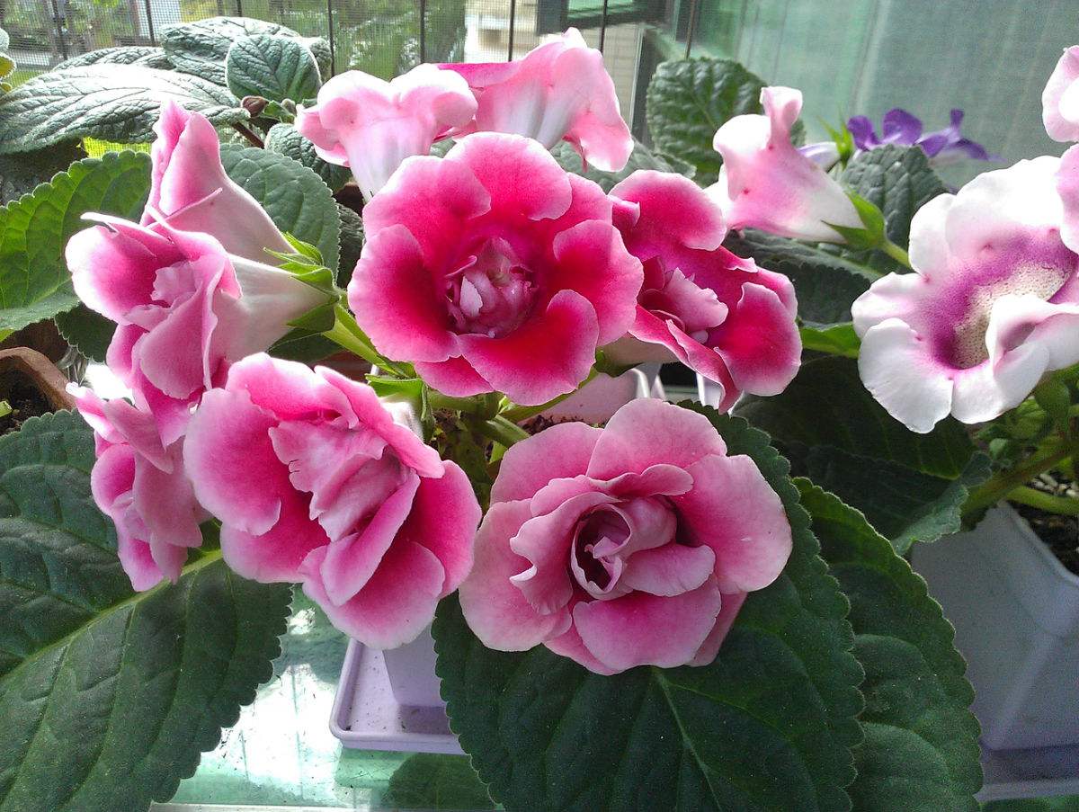 石竹花图片 石竹图片 石竹植物图片图片