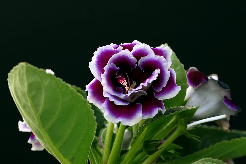白芨花图片 白芨图片 白芨植物图片图片