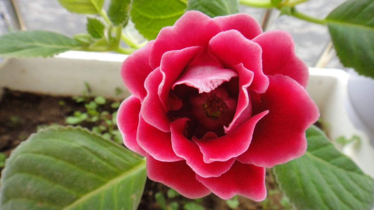 白芨花图片 白芨图片 白芨植物图片图片
