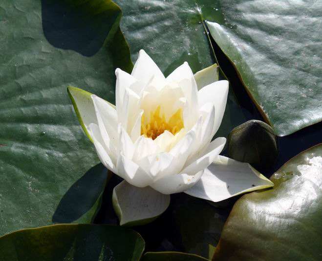 植物图片图片