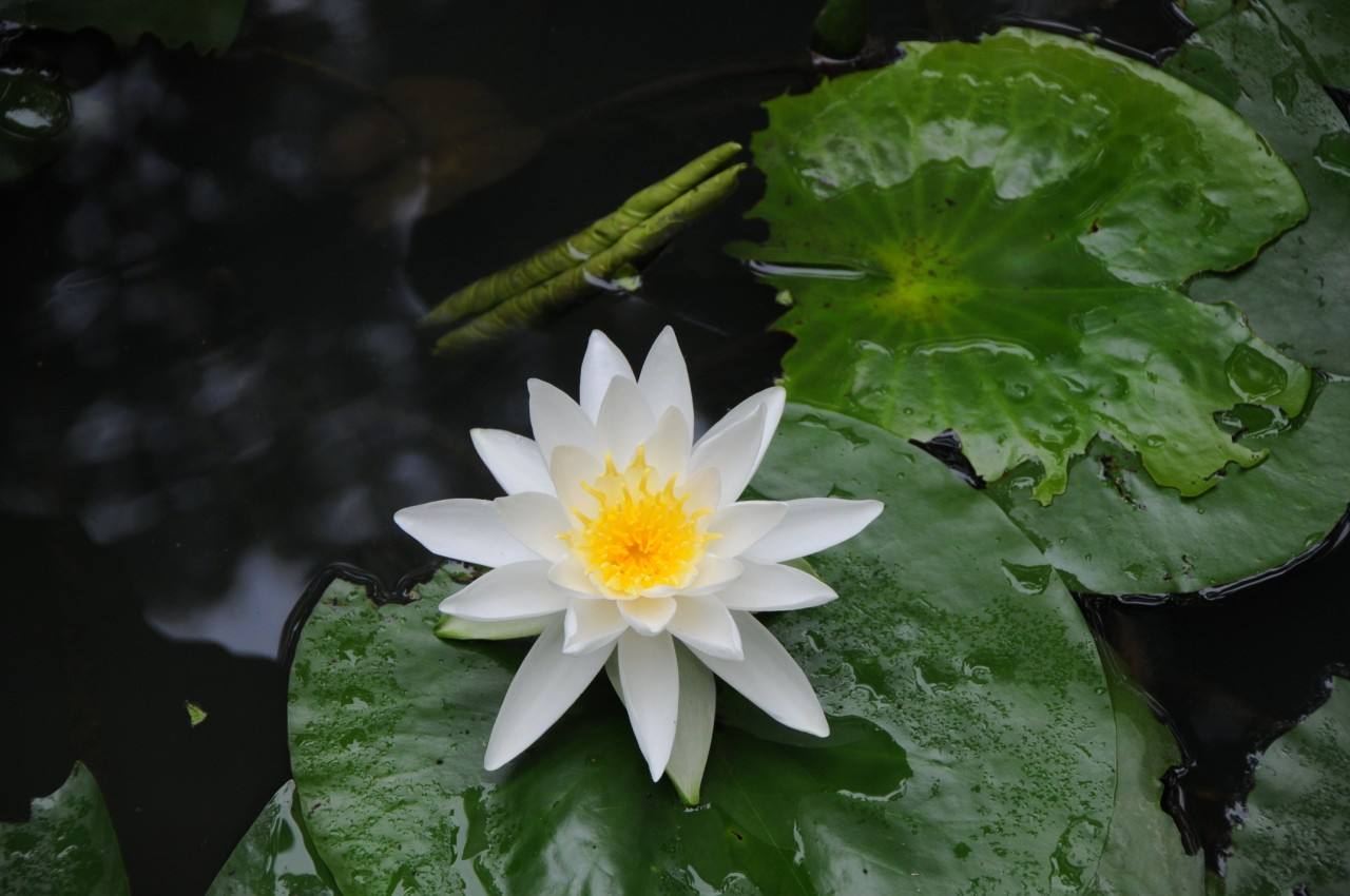 植物图片图片