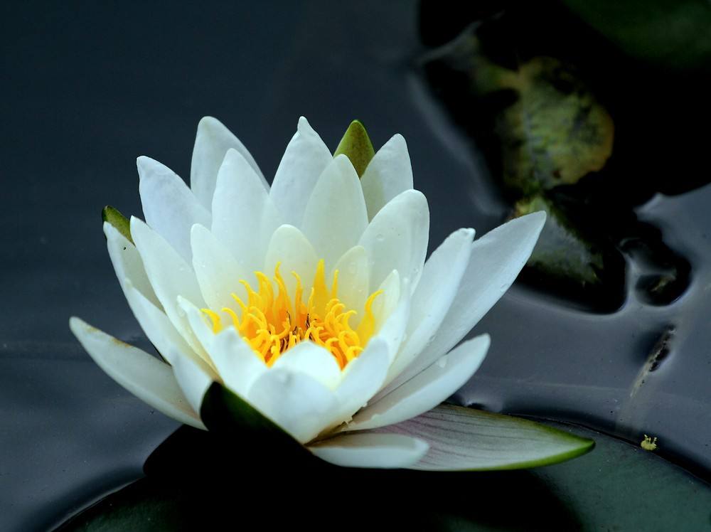 植物图片图片