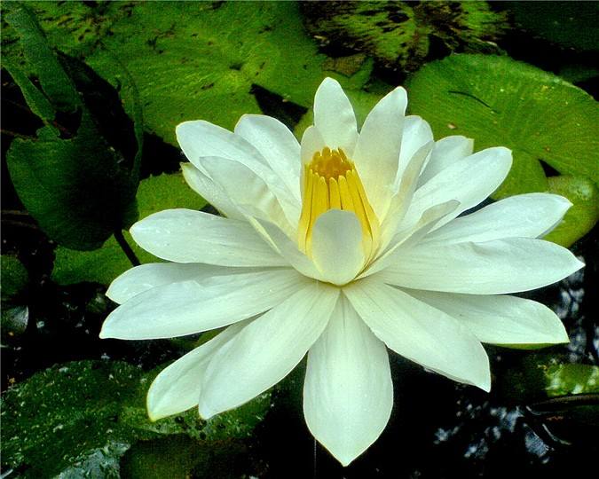 植物图片图片