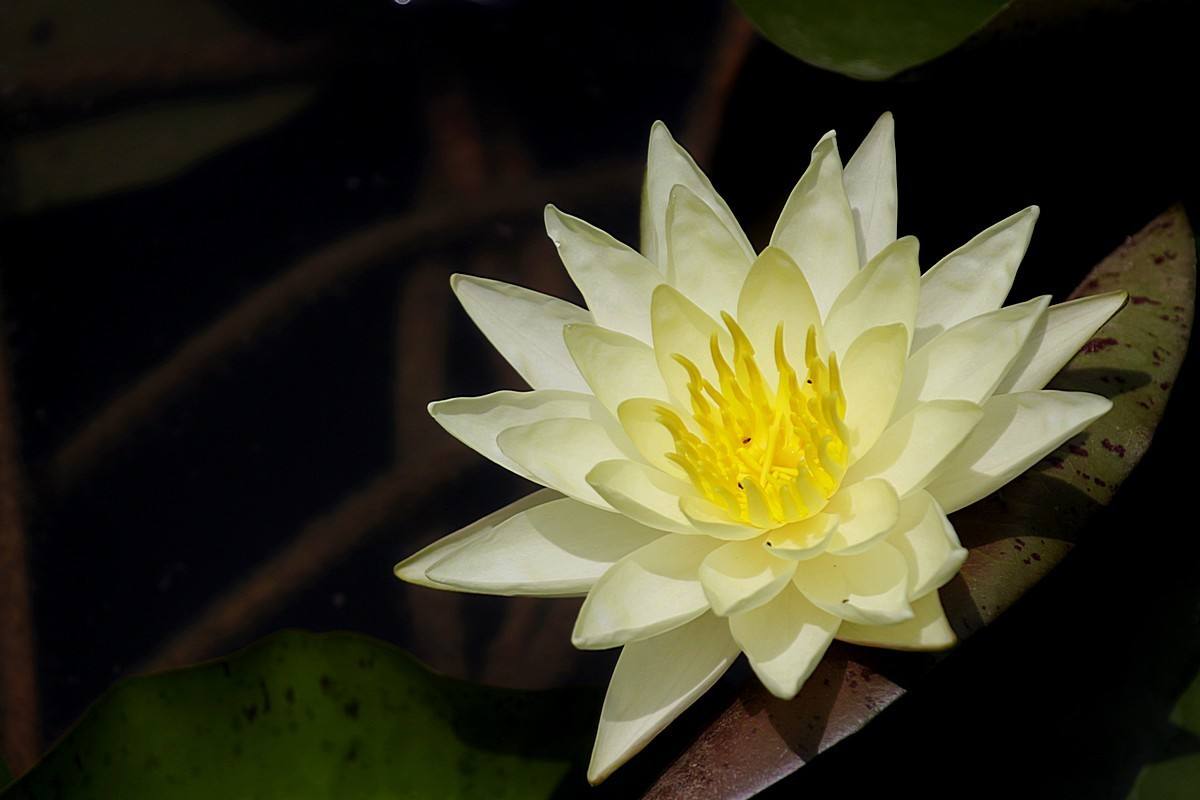 植物图片图片