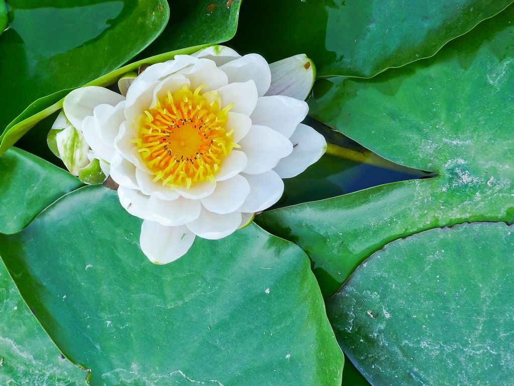 植物图片图片