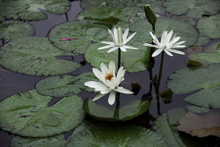 植物图片图片
