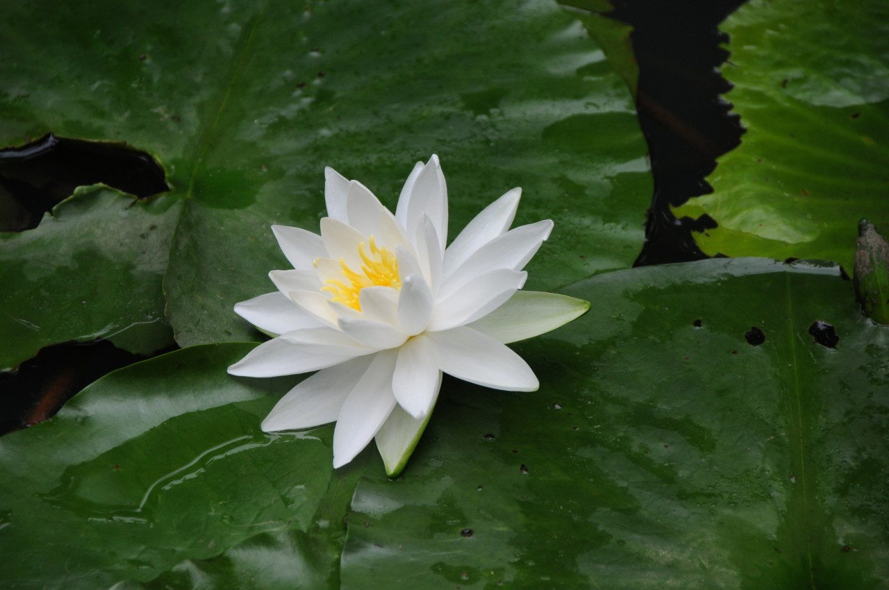 植物图片图片