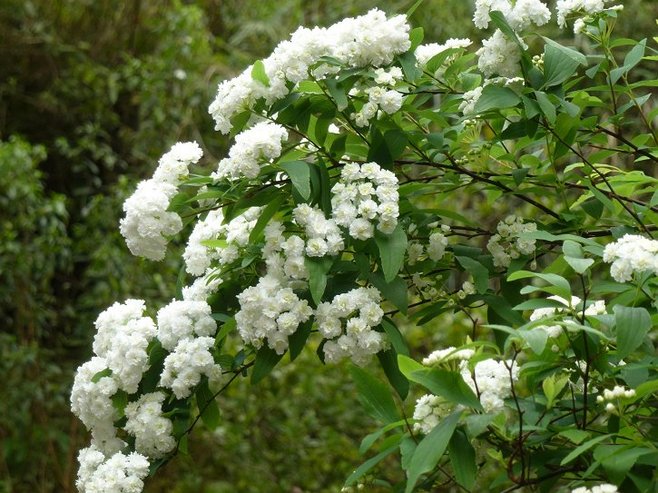 菊花图片