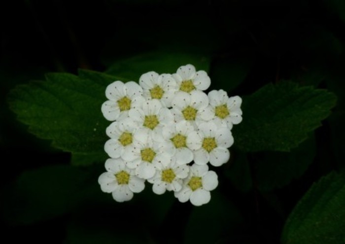 菊花图片