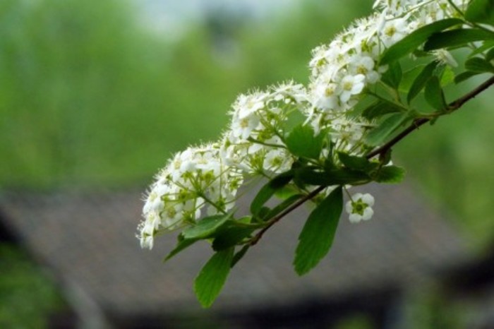 菊花图片