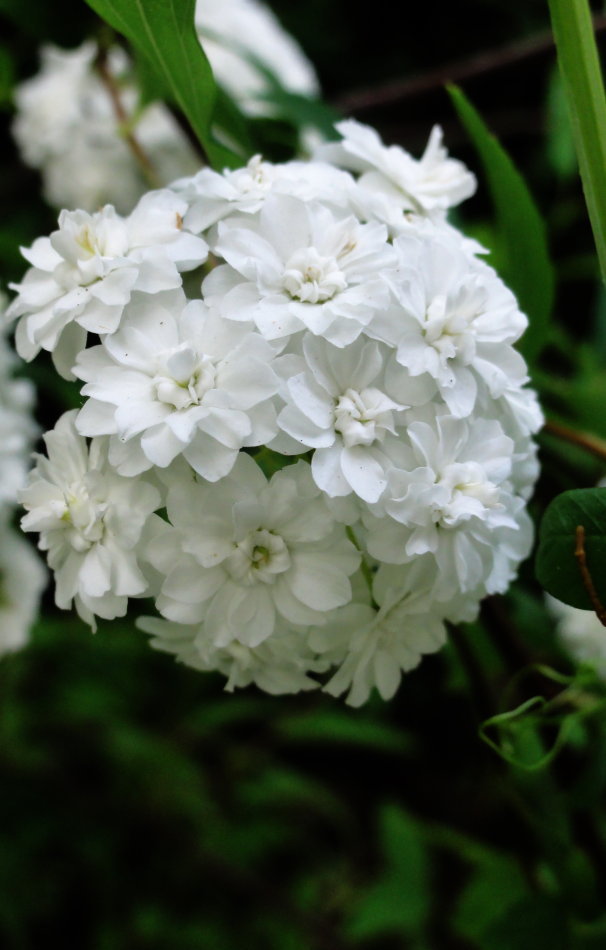 清新唯美菊花电脑桌面壁纸图片