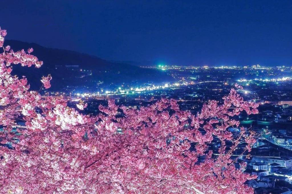 日本旅游樱花风景摄影图片：去看那花花世界图片