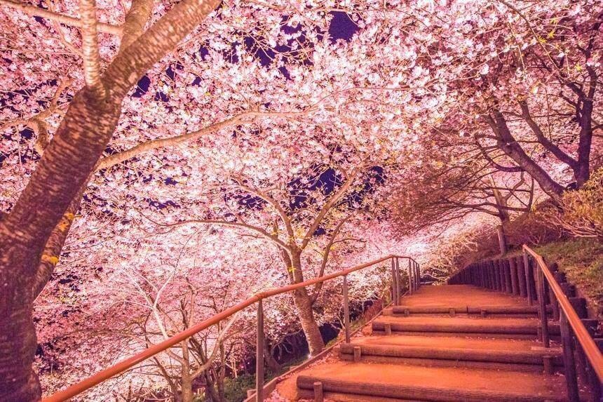 日本旅游樱花风景摄影图片：去看那花花世界图片