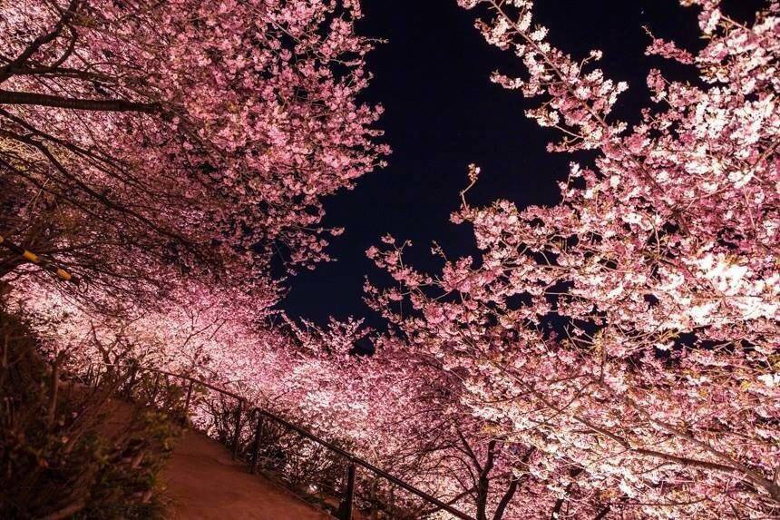 日本神奈川旅游风景摄影图片：如梦如幻的夜樱图片
