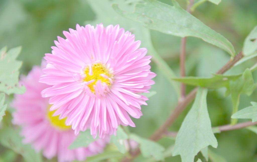 菊花图片