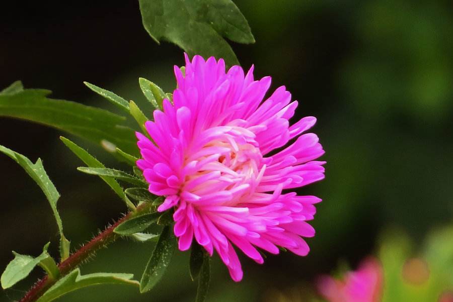 精选菊花图片高清电脑桌面壁纸图片