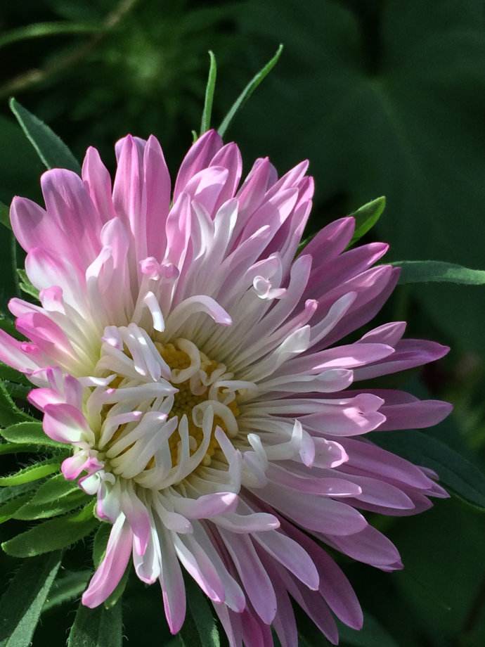 菊花图片