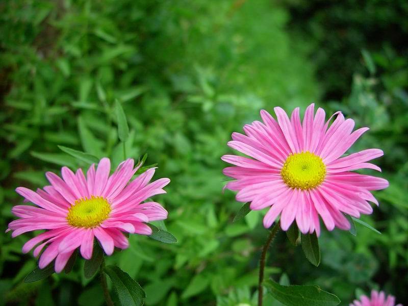 菊花图片