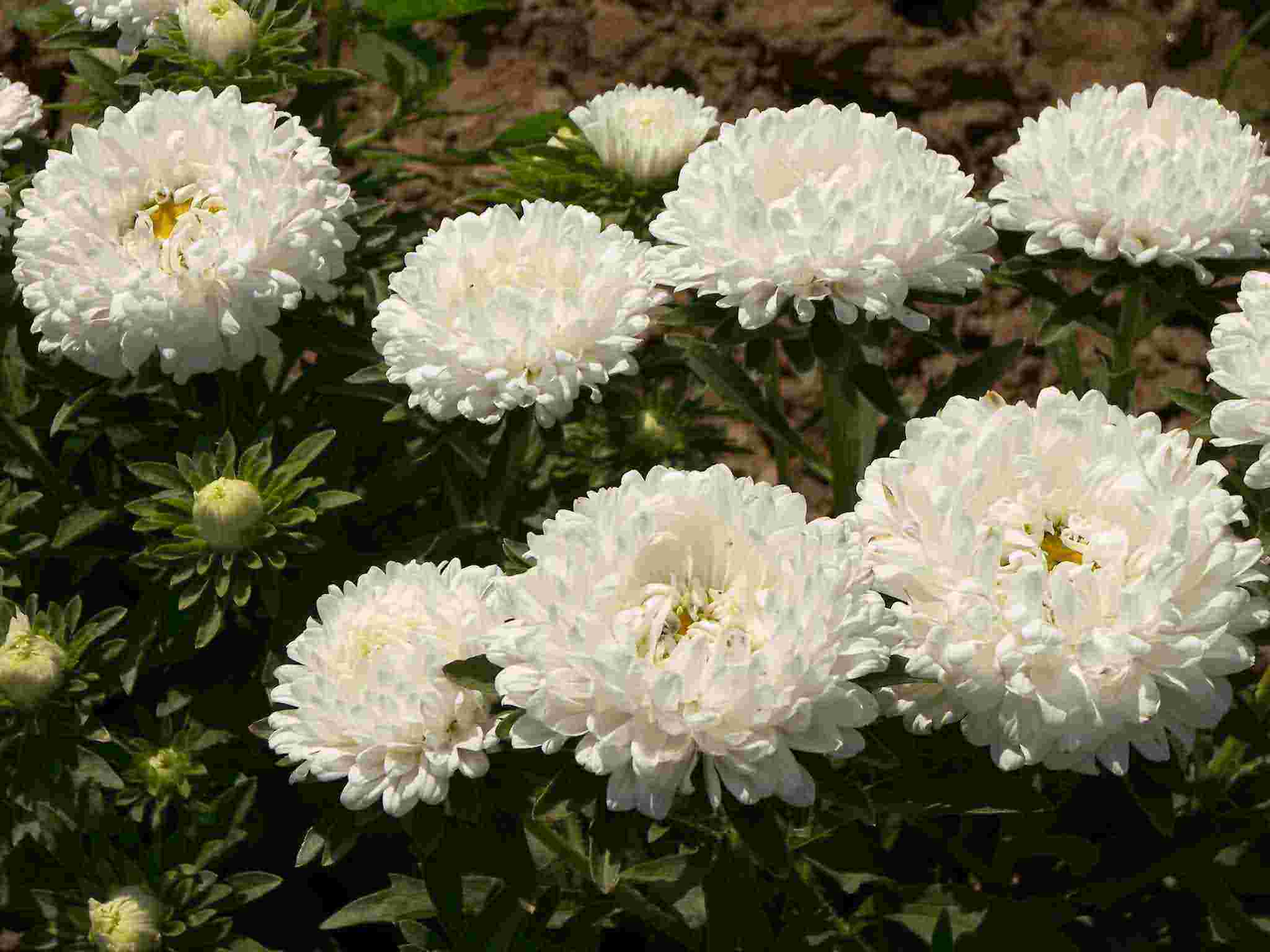 菊花图片