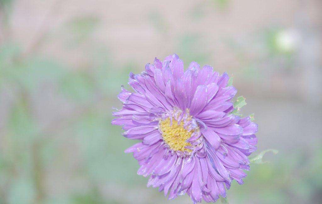 菊花图片