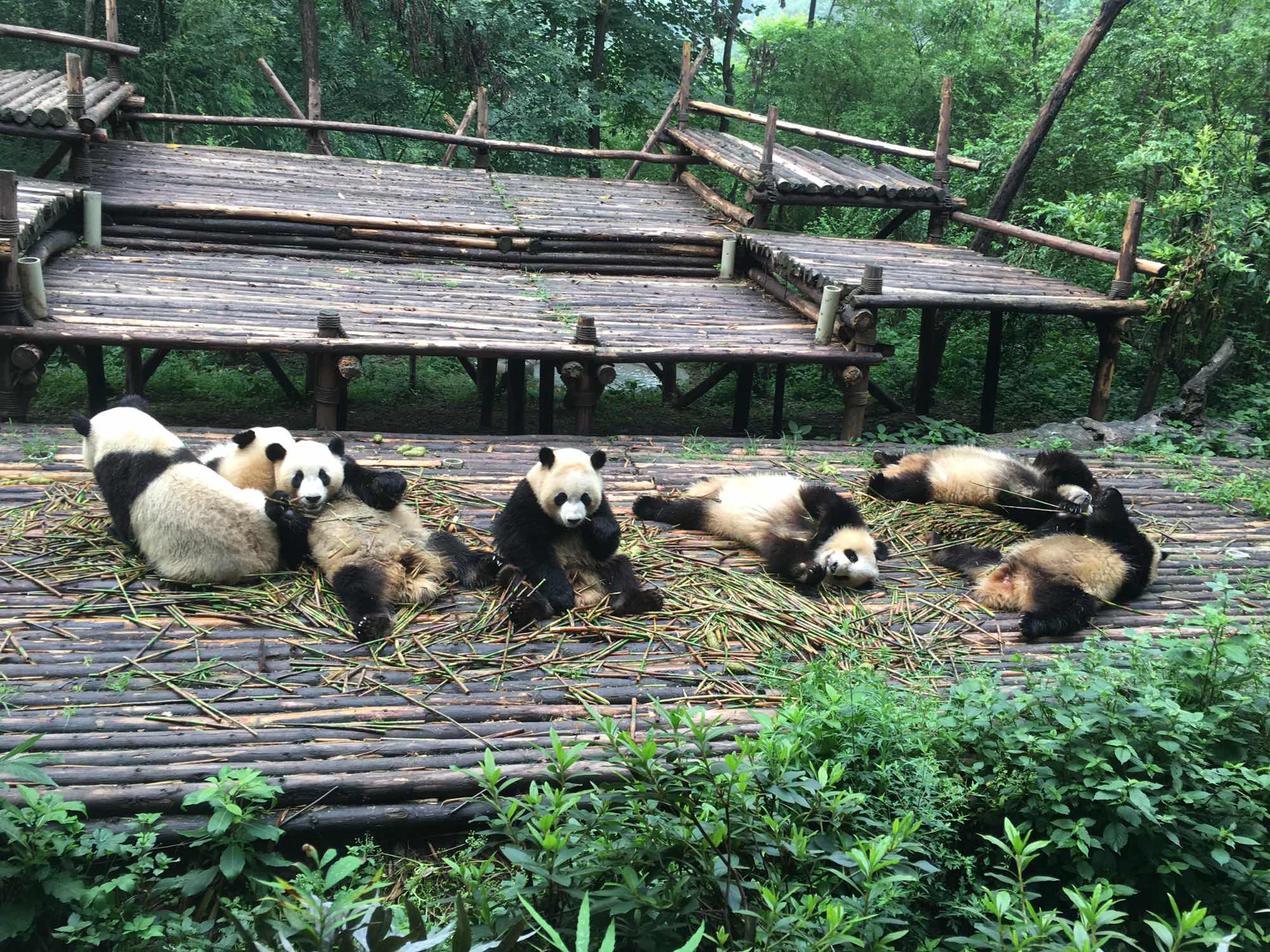 金馆长熊猫系列微信最新表情包 骚年来一发！图片
