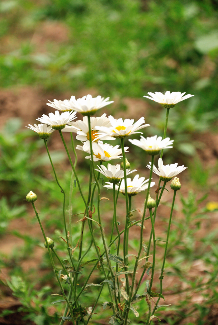 菊花图片