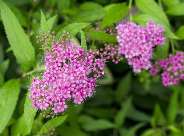 粉花绣线菊花图片  粉花绣线菊图片  粉花绣线菊植物图片图片