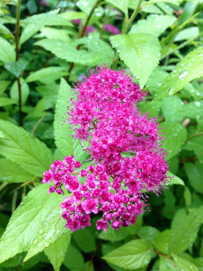 粉花绣线菊花图片  粉花绣线菊图片  粉花绣线菊植物图片图片