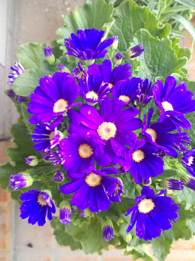 菊花图片