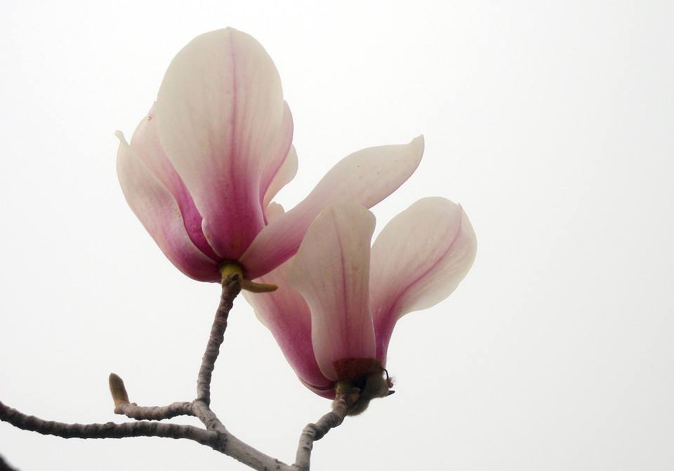 女生背部漂亮的不同颜色兰花纹身图案图片