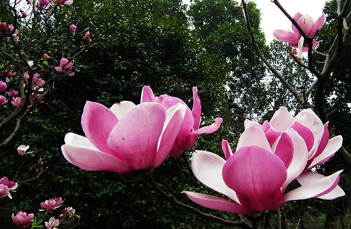 女生背部漂亮的不同颜色兰花纹身图案图片