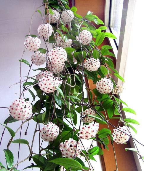 球兰图片 球兰花图片 球兰植物图片图片
