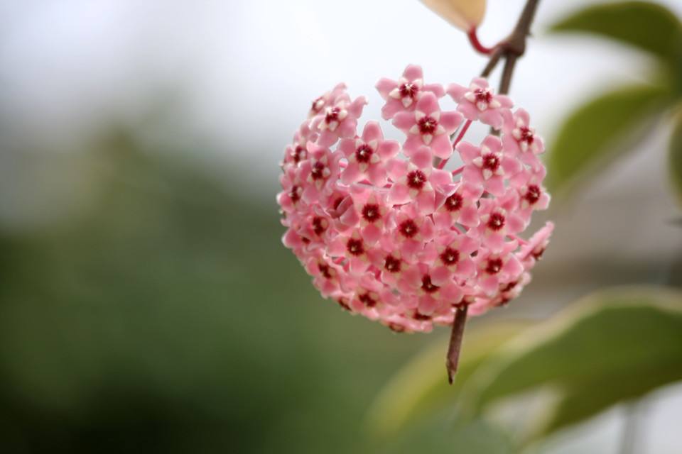 女生背部漂亮的不同颜色兰花纹身图案图片