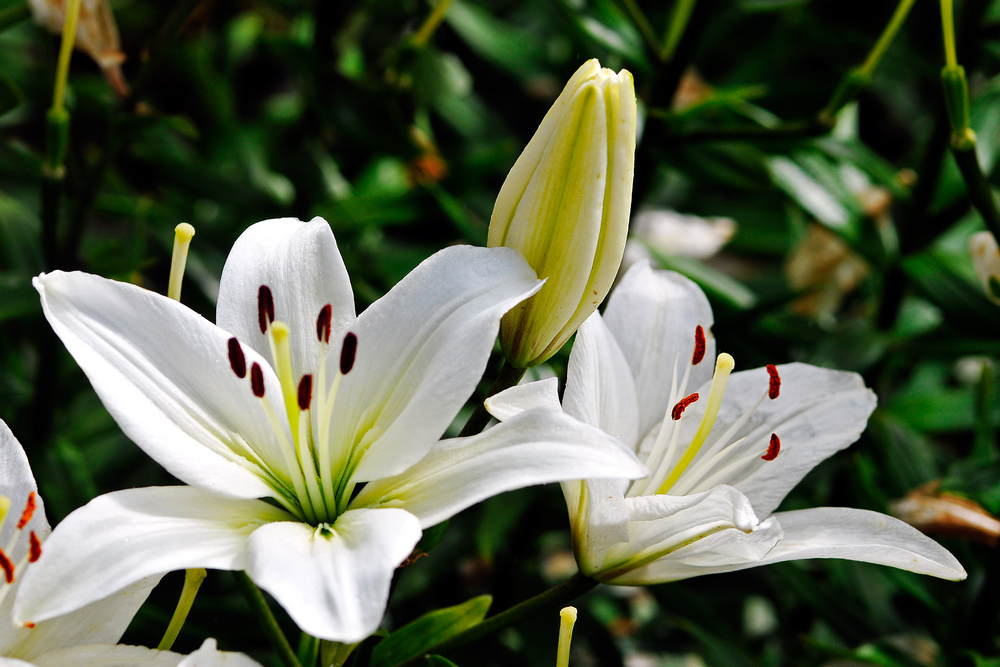 百合花图片  好看的百合花图片  百合花植物花卉图片图片