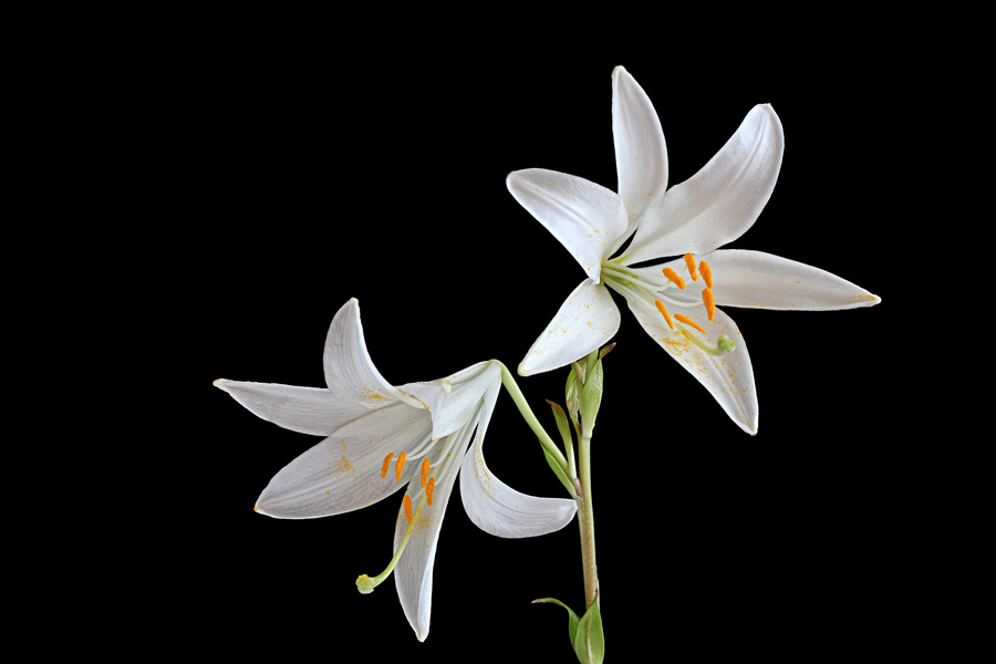 百合花图片