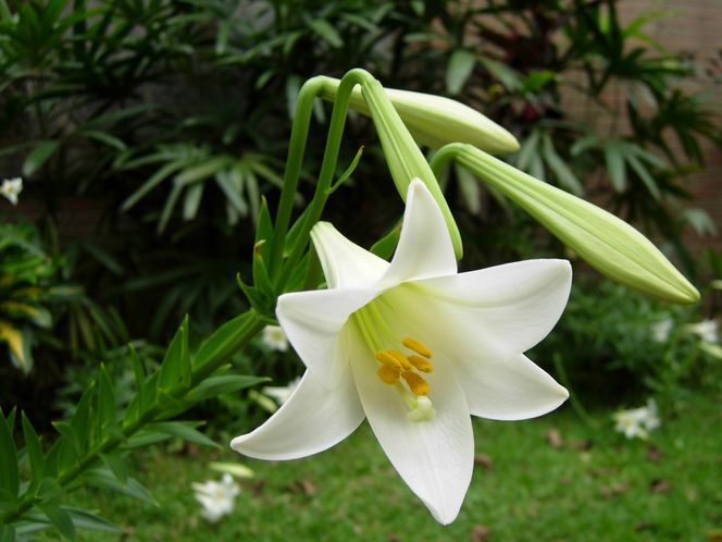 百合花图片