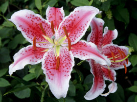 百合花图片