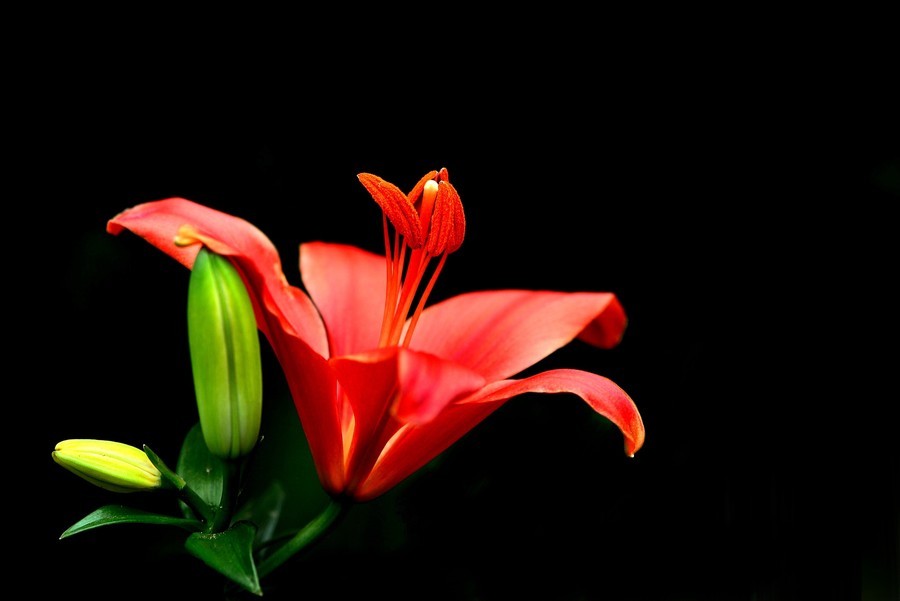 百合花图片