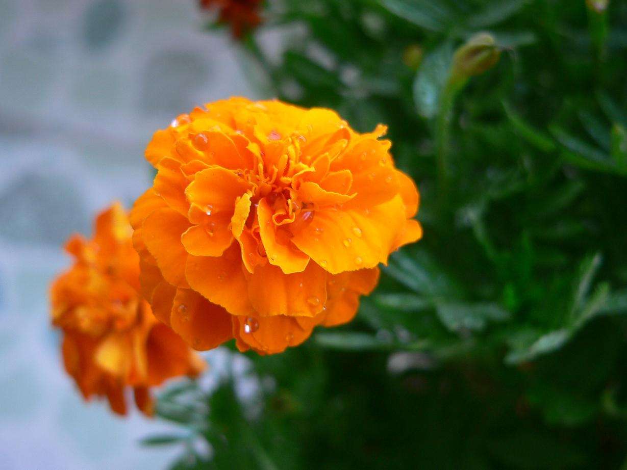 菊花图片