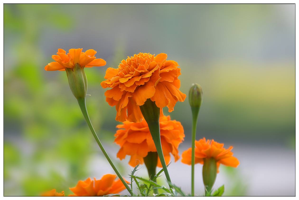 菊花图片