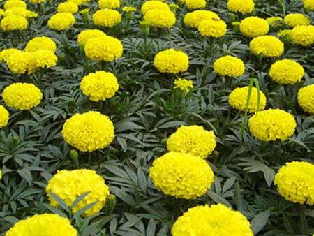 菊花图片