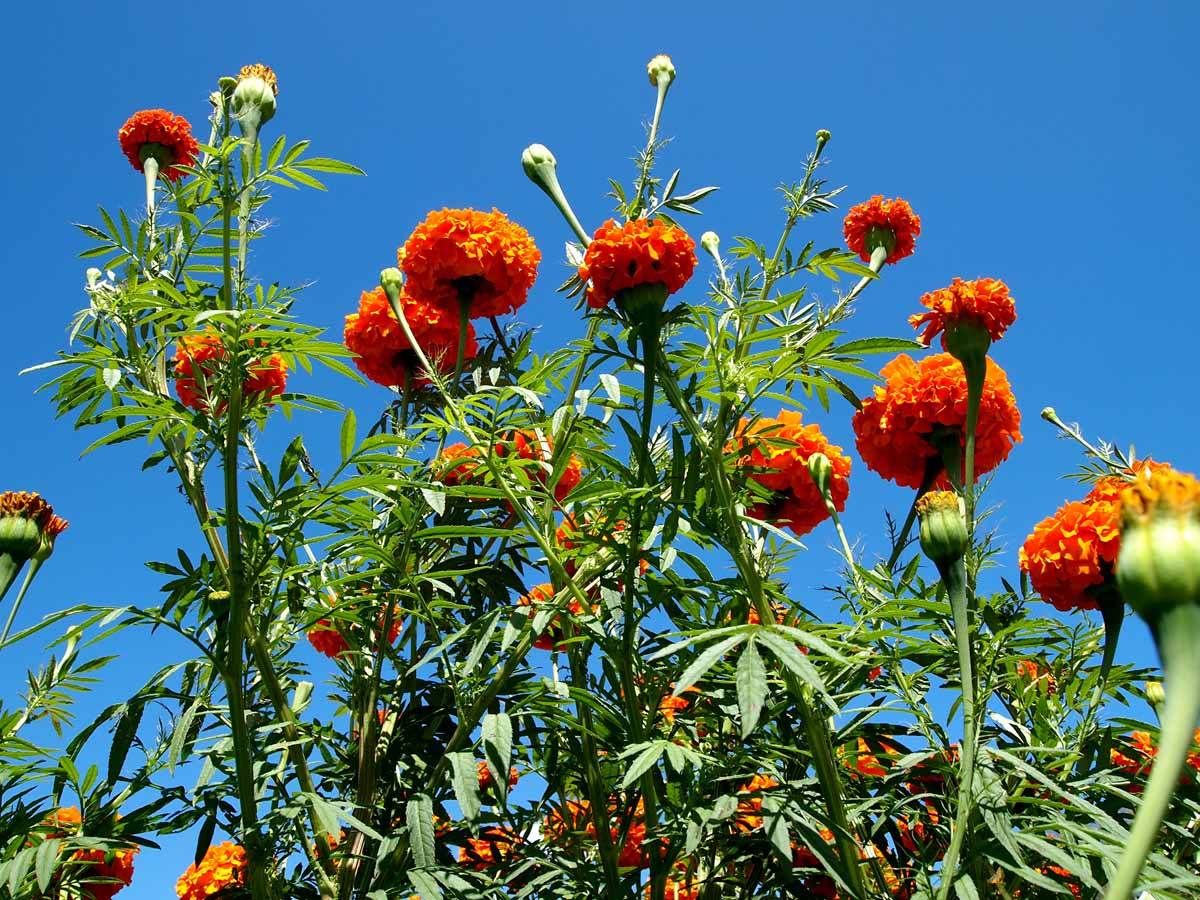 菊花图片