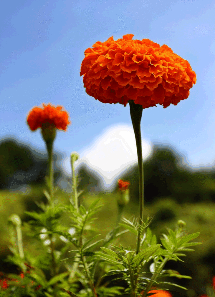菊花图片